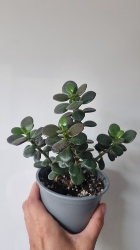 Jade plant money tree - tree, indoor