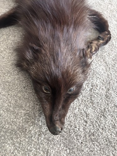 Vintage 1940s silver fox fur - 1940s,