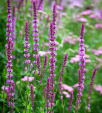 SALVIA nemorosa 'Amethyst'