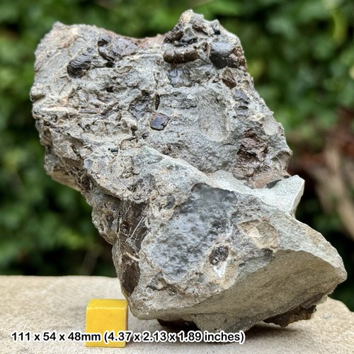 Fossil reptile bones - bones, block