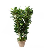 Leaf Plant in Decorative