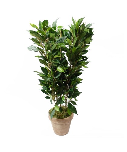 Leaf plant decorative - plant, in