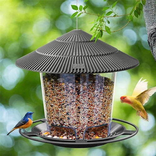Hanging wild bird - hanging,