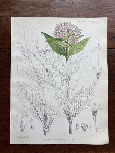 Antique pentas quartiniana - ,