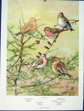 Original Old Antique Print