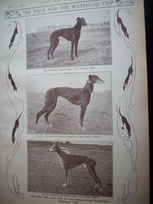 1903 COURSING Greyhound