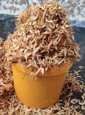 Whole Oron Crayfish - Premium Quality, Big Seed And Cleaned - One Painter 500g