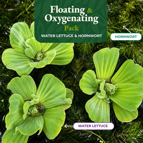 Floating oxygenating pond - floating,