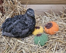 12 Coturnix Quail Eggs Black