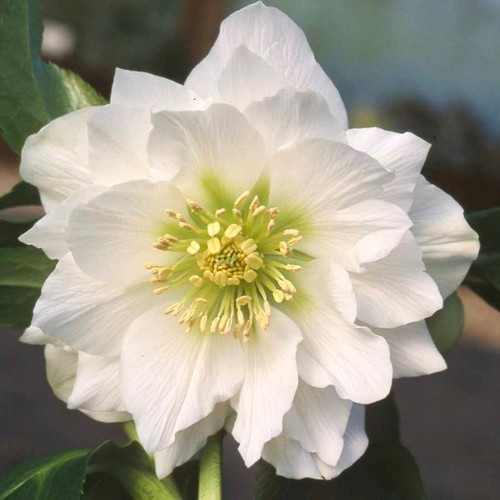 Lenten rose plant plugs - lenten,