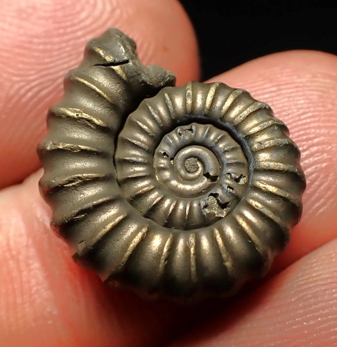 Promicroceras pyritosum