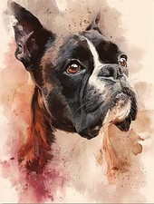 Boston Terrier Dog Animal
