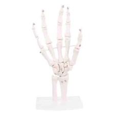 Life Size Human Hand Joint