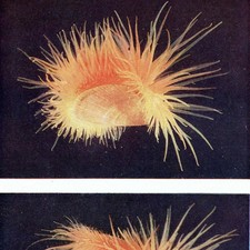 1959 The Sea Shore Lug-worm & Terebellid Worm with Commensal 5 x 8.25 in