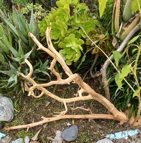 Large driftwood manzanita - driftwood,