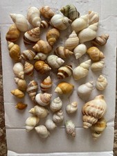 Mixed spiral sea - spiral, shells