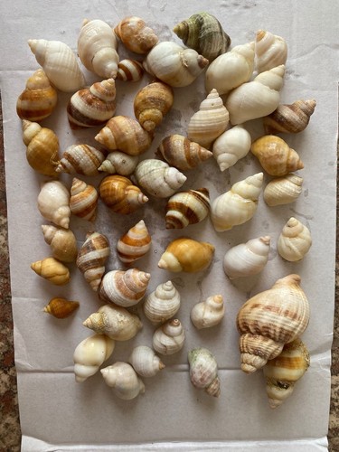 Mixed spiral sea snail - snail, shells