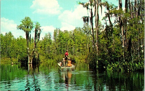 Okefenokee swamp suwannee - okefenokee, ga