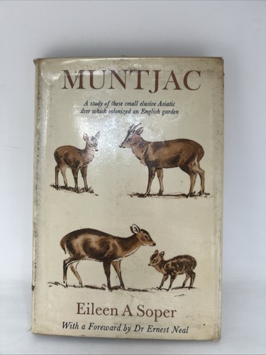 Muntjac soper eileen - muntjac,