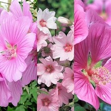 3 x Lavatera Mix Inc Varieties