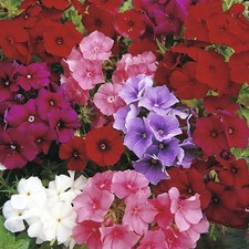 PHLOX DRUMONDII BEAUTY MIX -