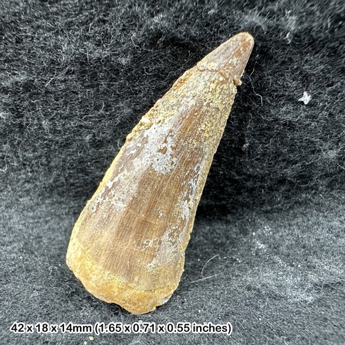 Mosasaur tooth fossil - mosasaur,