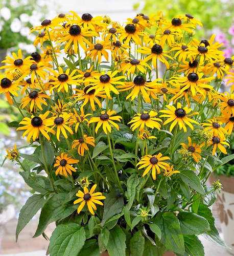 Rudbeckia goldstrum hardy - rudbeckia,