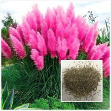 Pampas Grass 200/100 Seeds