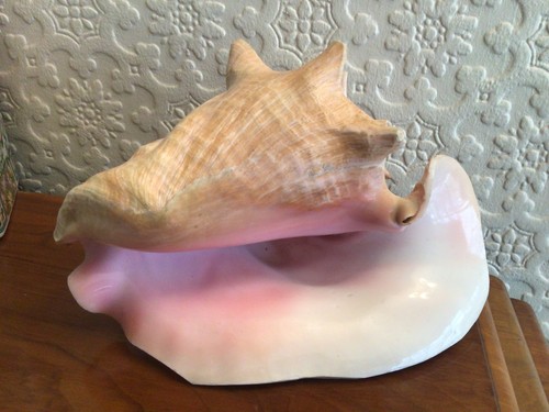 Large horned lady queen conch - lady,