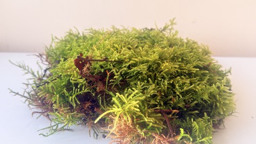 Live moss ideal for - moss, –