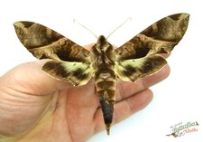 Eumorpha anchemolus Giant