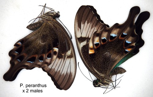 Butterfly papilionidae 2 x - papilionidae,