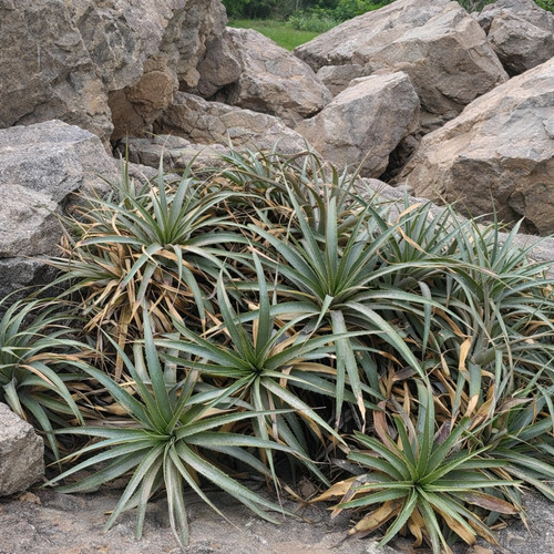 Puya roezlii seeds roezl - puya,