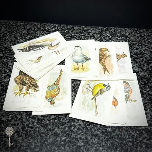 Vintage grandee british birds - grandee,