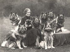 KEESHOND CHARMING DOG