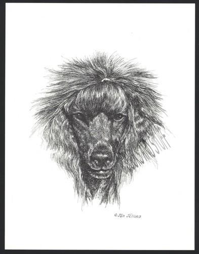 360 black standard - black, poodle