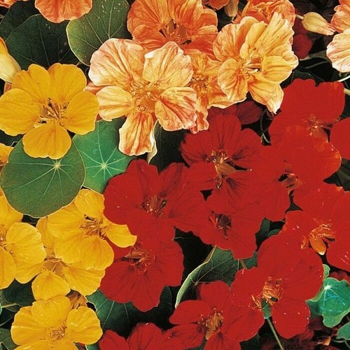Flower nasturtium tropaeolum - flower,