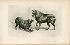 SCHIPPERKE DOGS RARE 1896