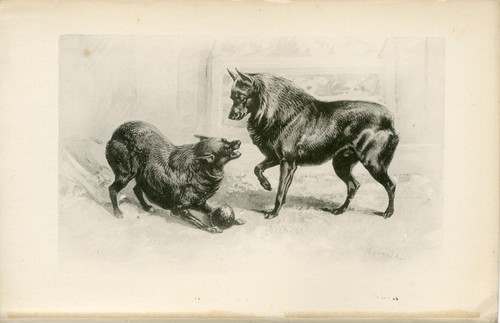 Schipperke dogs rare - dogs, 1896