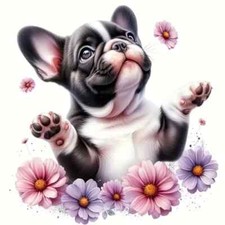 Cute French bulldog puppy