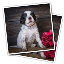 2x Vinyl Stickers English