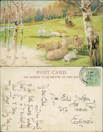 Stewart woolf 431 - stewart, sheep