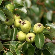 Pyrus Pyraster 20 seeds –