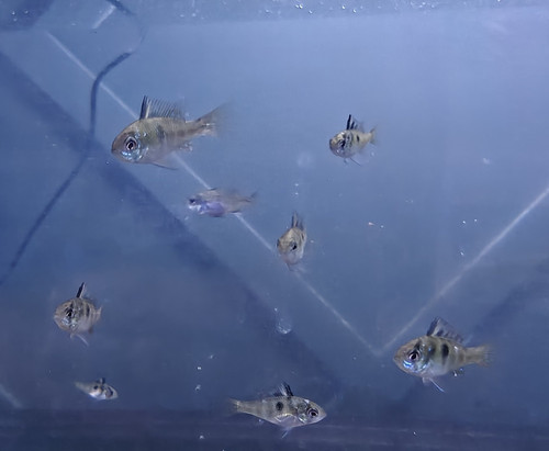 Wild cross blue ram cichlids - blue,