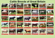 Cattle Breeds of Great Britain