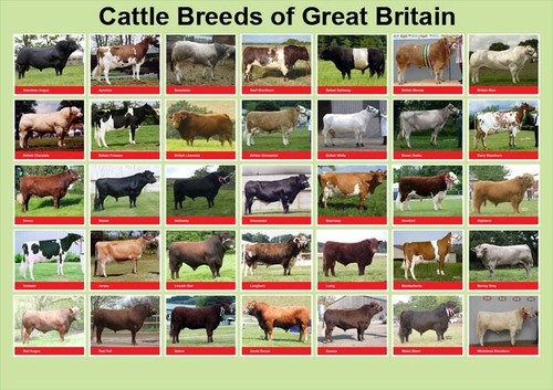 Cattle breeds great - cattle, britain