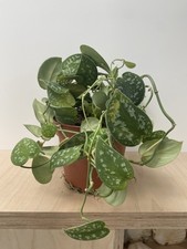 Satin Pothos Scindapsus pictus 'Argyraeus' Devil’s Ivy House Plant