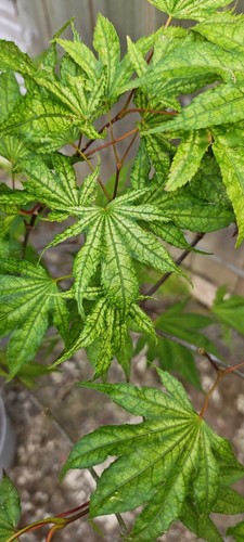 Acer palmatum reticulatum - acer,