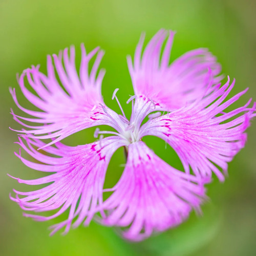 Dianthus superbus seeds - superbus,
