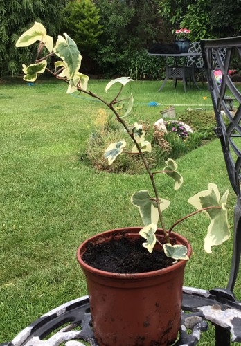 One variegated golden - variegated,